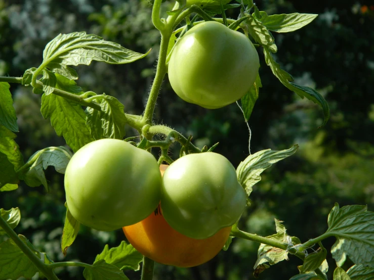 green and orange tomatoes growing in a tree