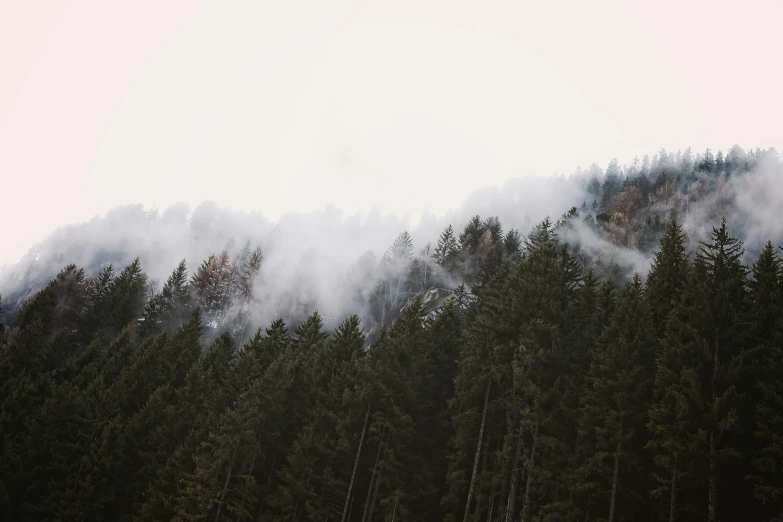 a forest with a hill covered in fog