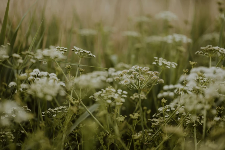 some grass and flowers are growing in the field