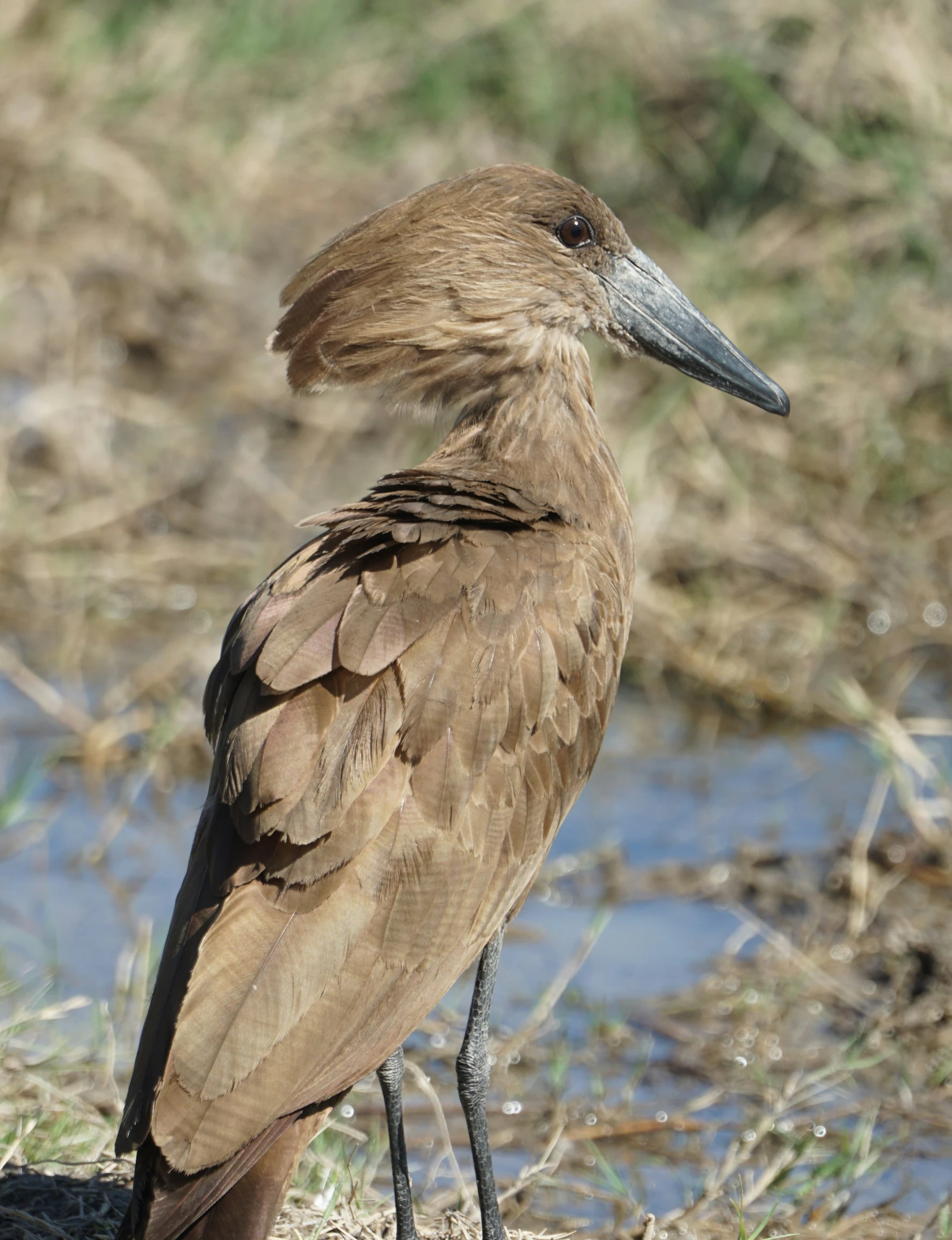 the large bird is standing on the muddy ground