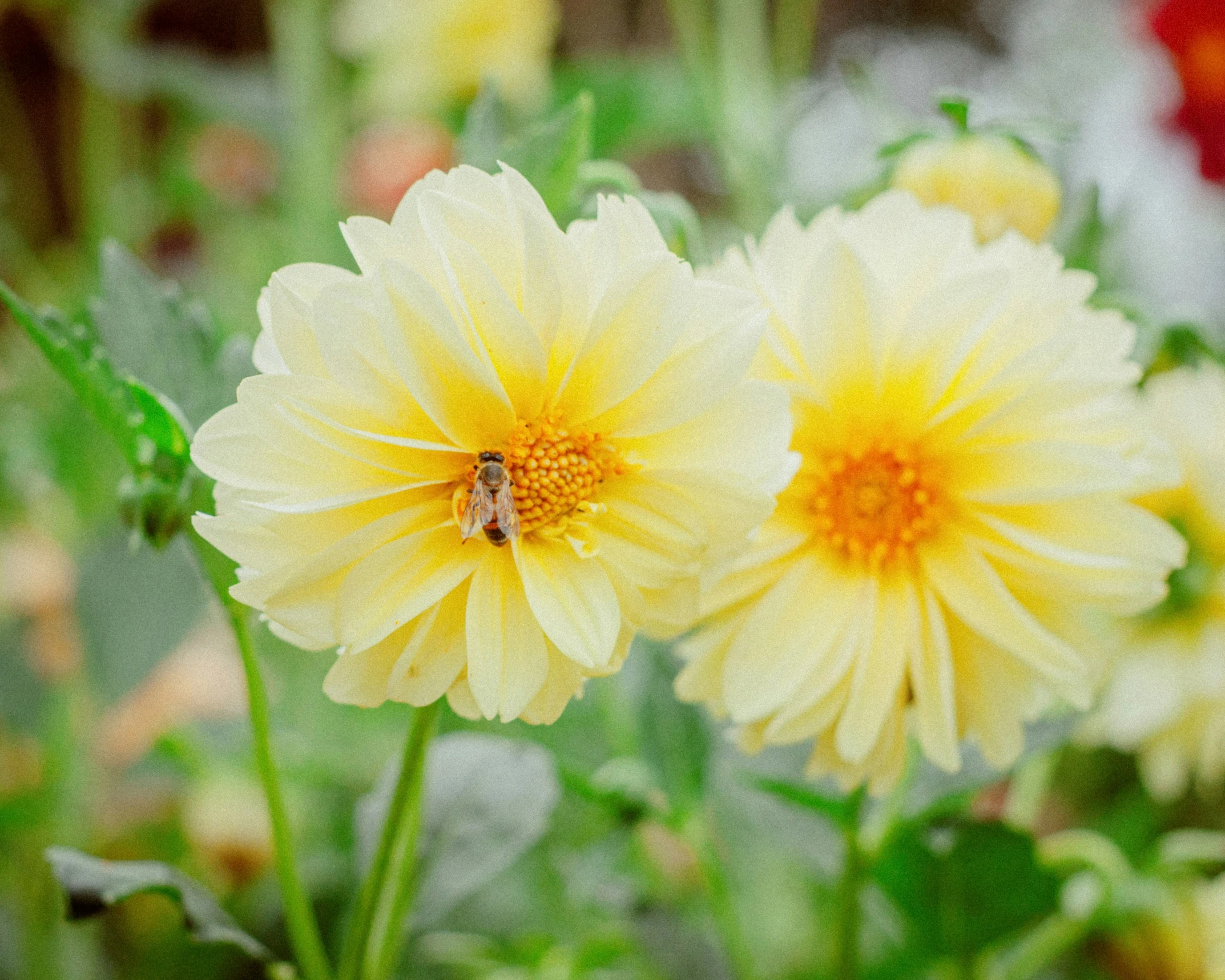 yellow daisies in a field with a bee on them