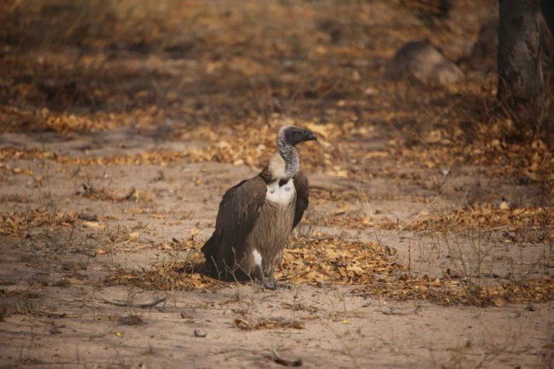 the vulture is sitting down near an open fire place