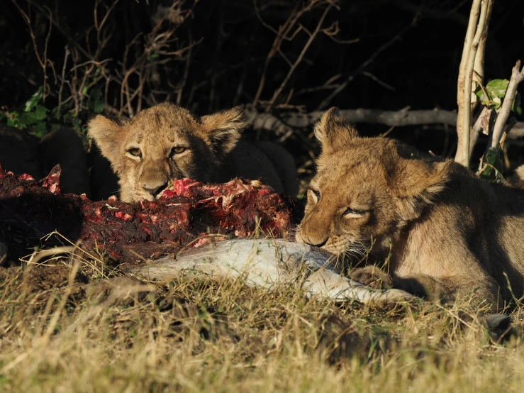 two lions eating a dead animal on the ground