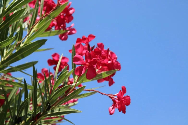 red flowers are blooming on a bright sunny day