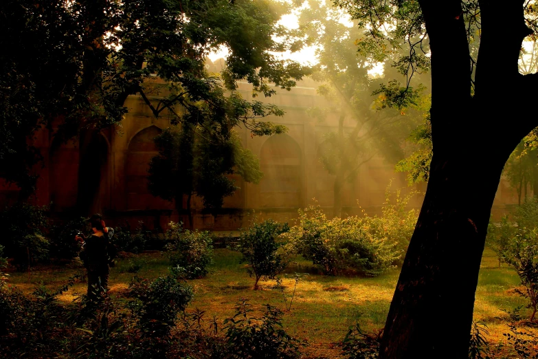 sun shining through trees and bushes in front of an old building