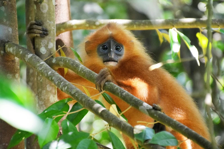 an orange colored monkey hangs in a tree with leaves