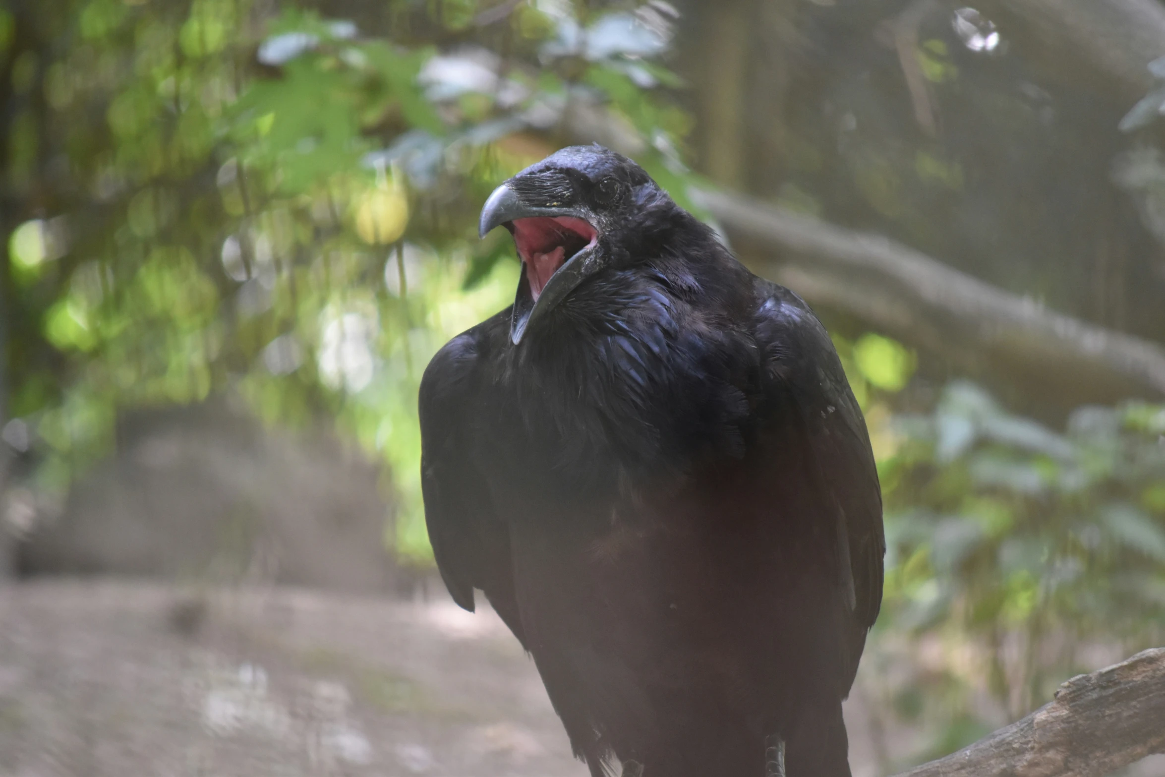 a large black bird sitting on top of a tree nch