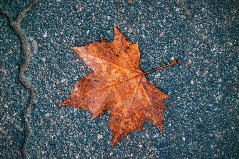 a large leaf is laying on the ground