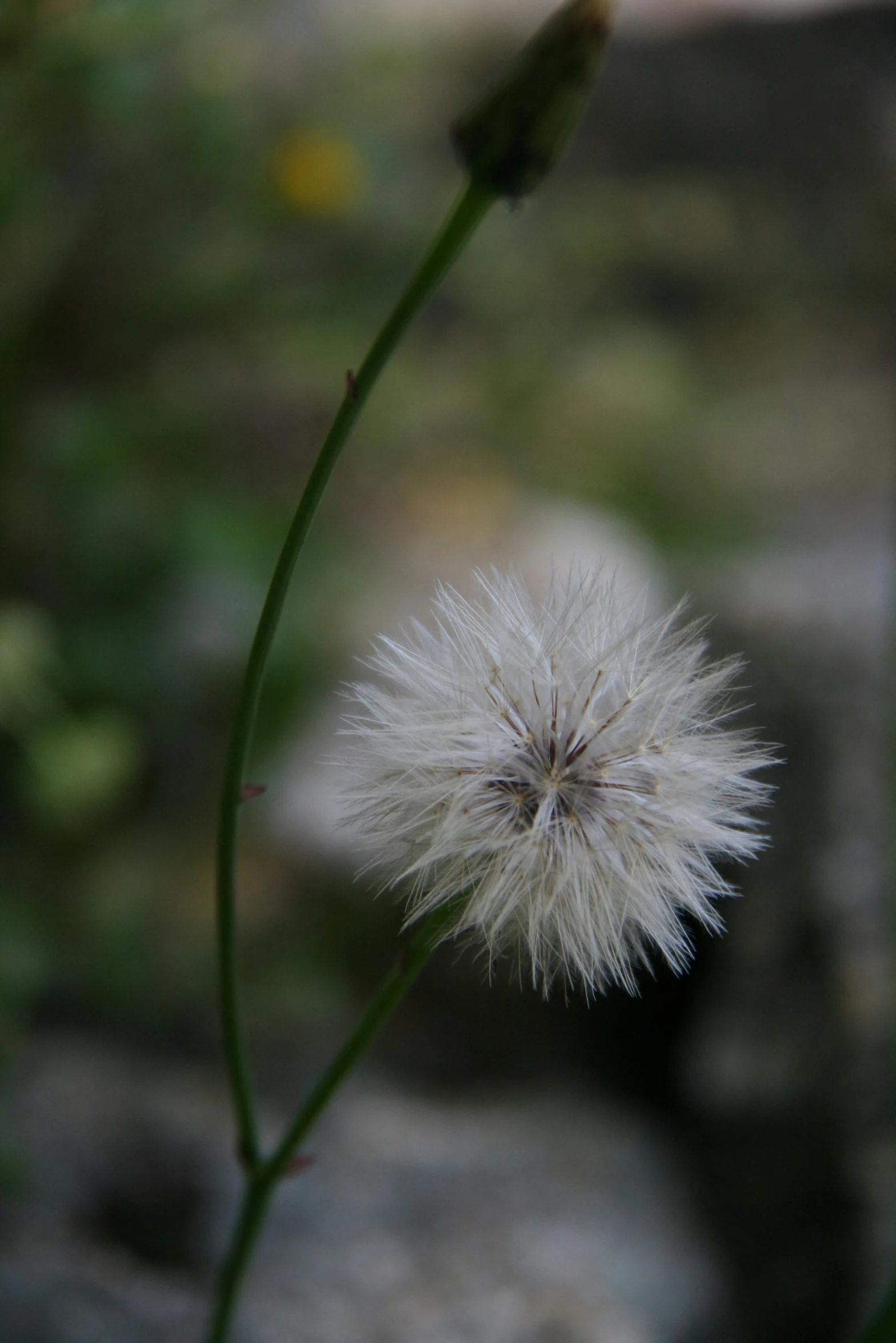 a close up view of a large flower