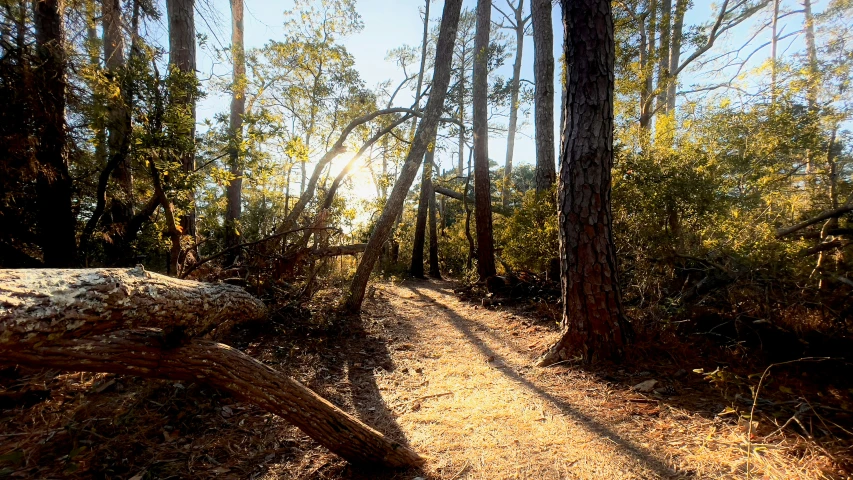 a trail through a forest is seen through a very thick brush