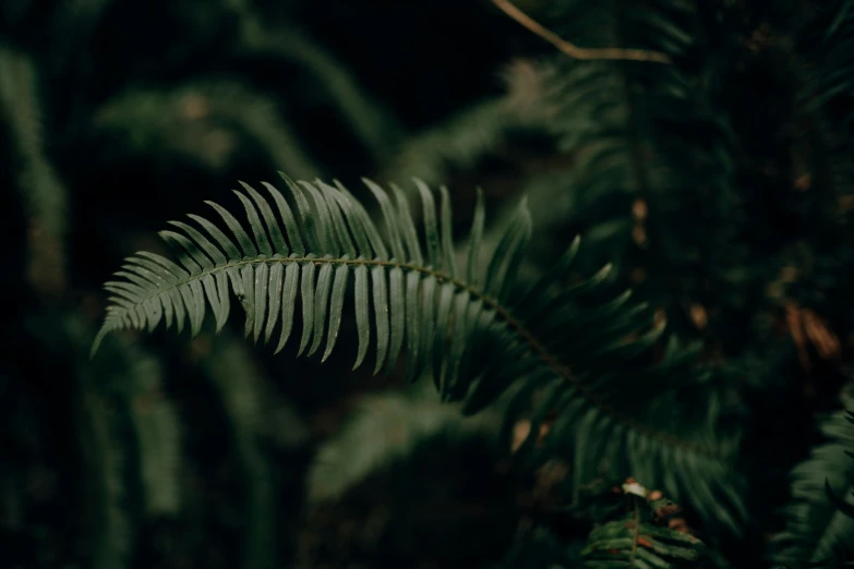 a large fern leaf sitting on top of some green leaves