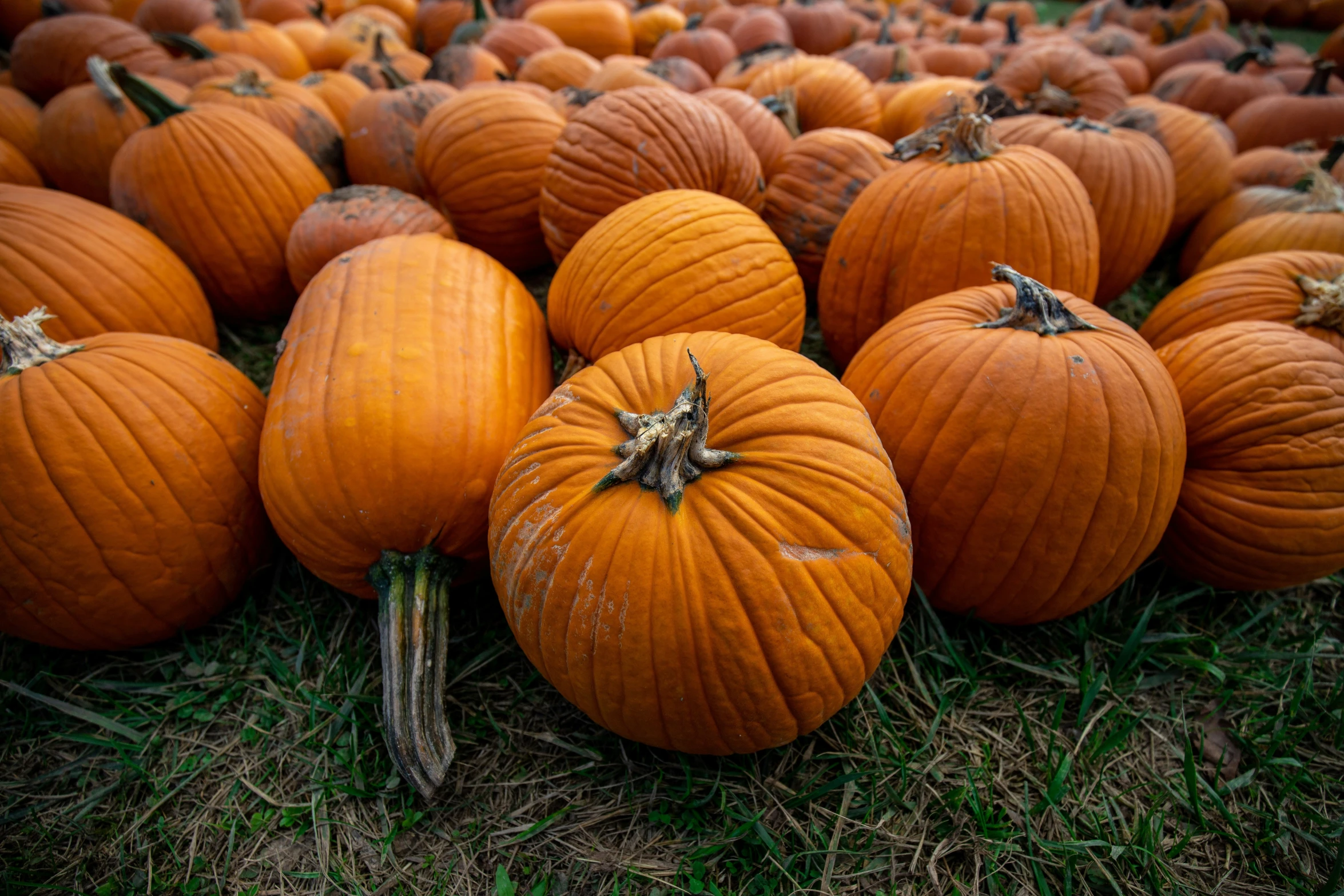 several large pumpkins in an area of grass