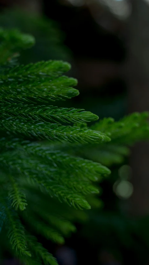 a closeup po of a green tree nch