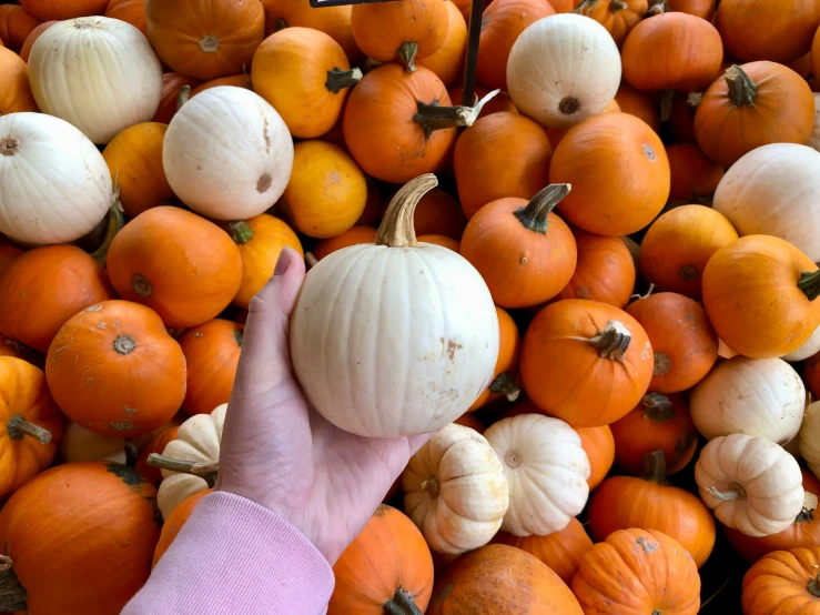 a hand picking a white pumpkin out of a pile of other orange pumpkins