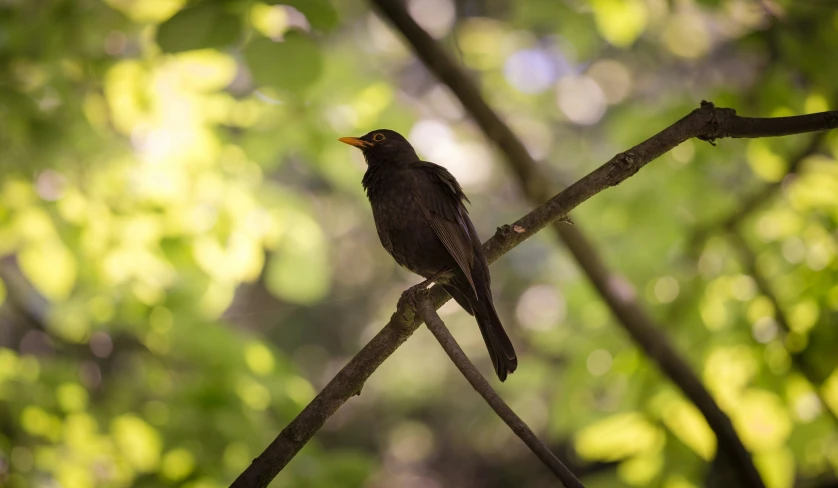 a bird is sitting on top of a nch