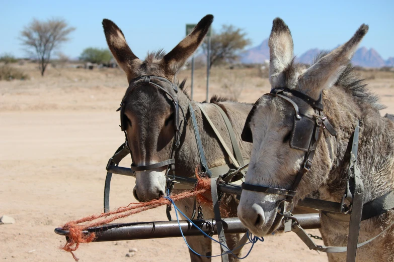 two donkeys with their faces slightly apart standing together