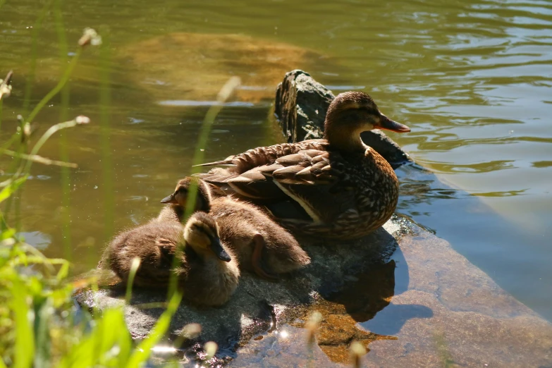 a mother duck stands with her two baby ducks
