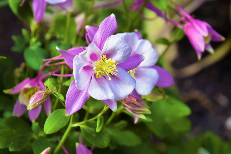 purple flowers that are blooming all over the place