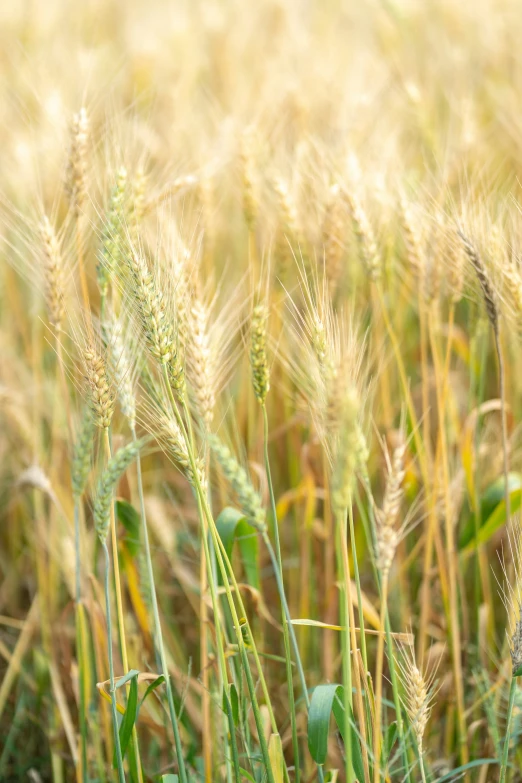 a very tall grass field with tall yellow ears