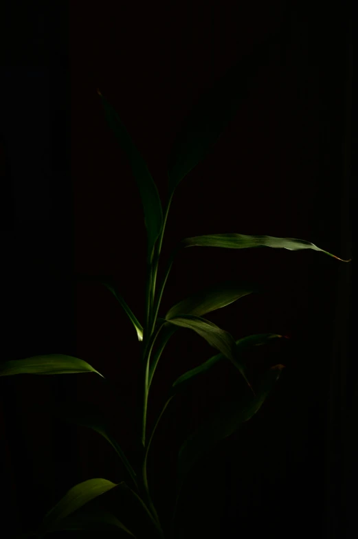 a plant is in the dark and lit