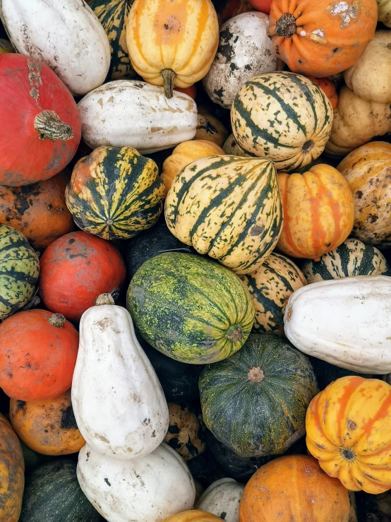 many different pumpkins sit on top of each other