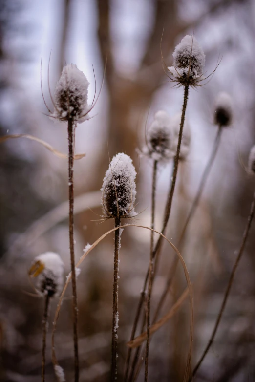 some very cute flowers in the woods