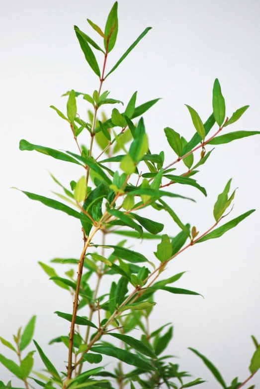 a tree nch in front of a white background