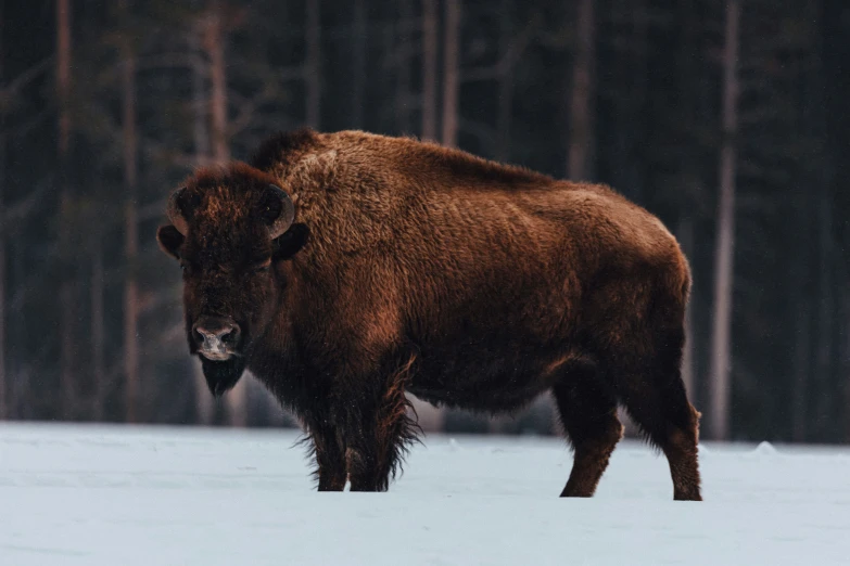 the bison is standing in the snow with it's mouth open