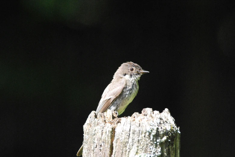 a bird standing on a wooden post near the dark background