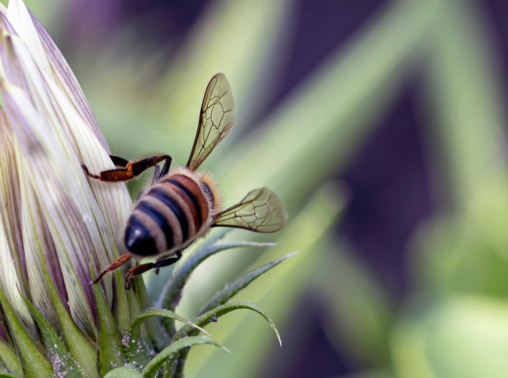 two bees are standing on top of a plant