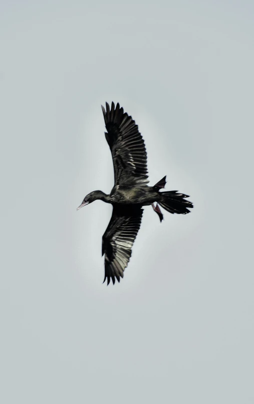 a large bird flying through a clear blue sky