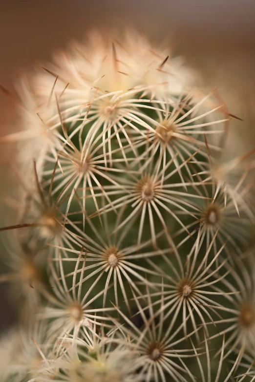 a close up view of a cactus's head