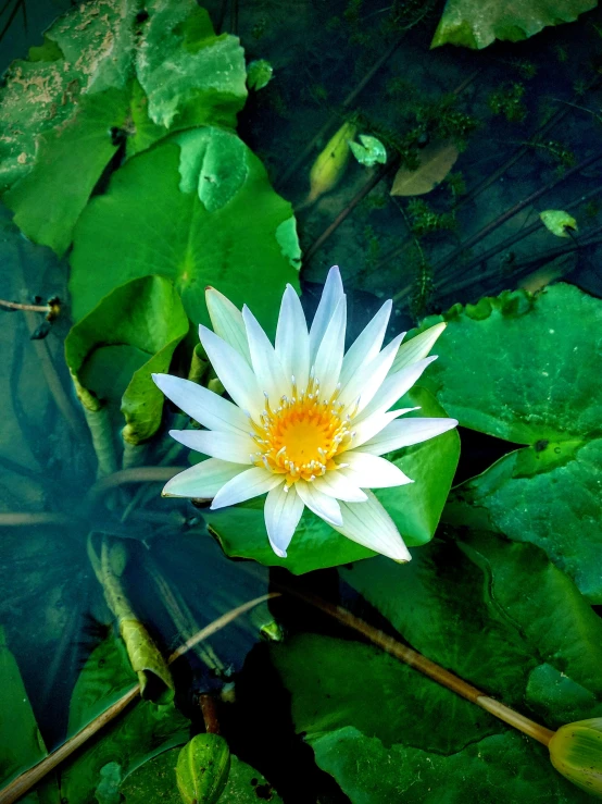 a white flower sits among a group of green leaves