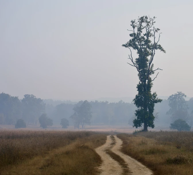 a dirt road leading into a field next to a tree