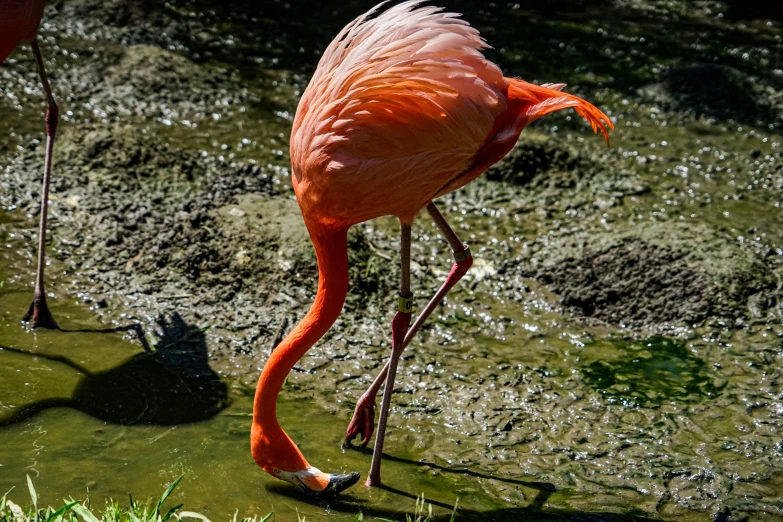 there is an image of a pink bird walking around