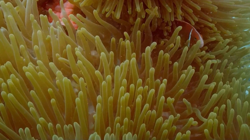 closeup of the ocean's soft corals and sponge
