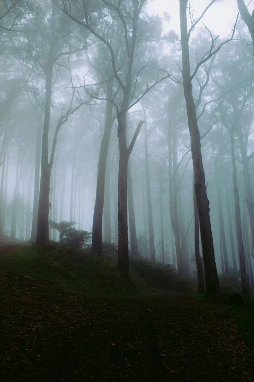 an area with dense vegetation, fog and thick trees