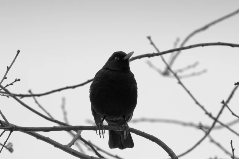 a black bird perched on top of a tree nch