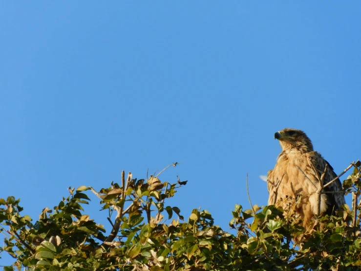 a bird sits on the nches in a tree