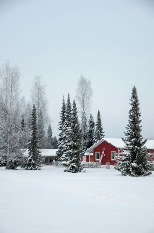 snow covers trees and red houses on a clear day
