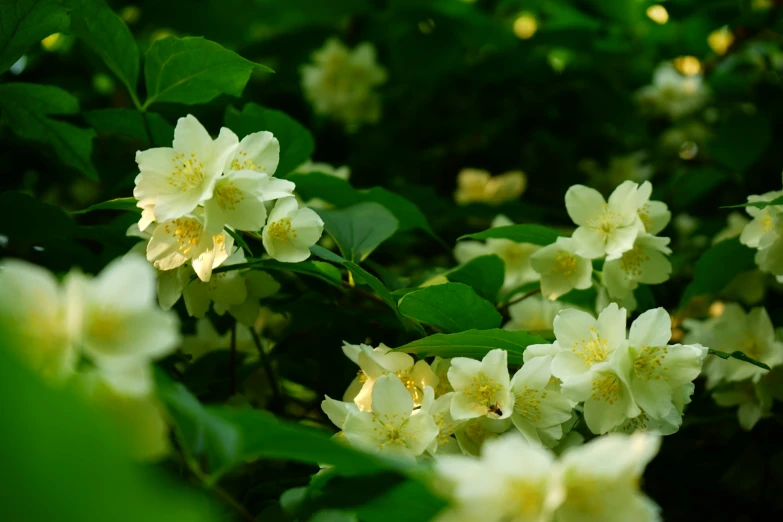 a group of white flowers in a bush