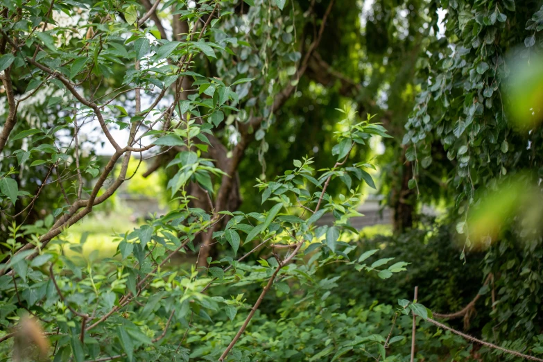 an image of a bird that is sitting on a nch in the tree