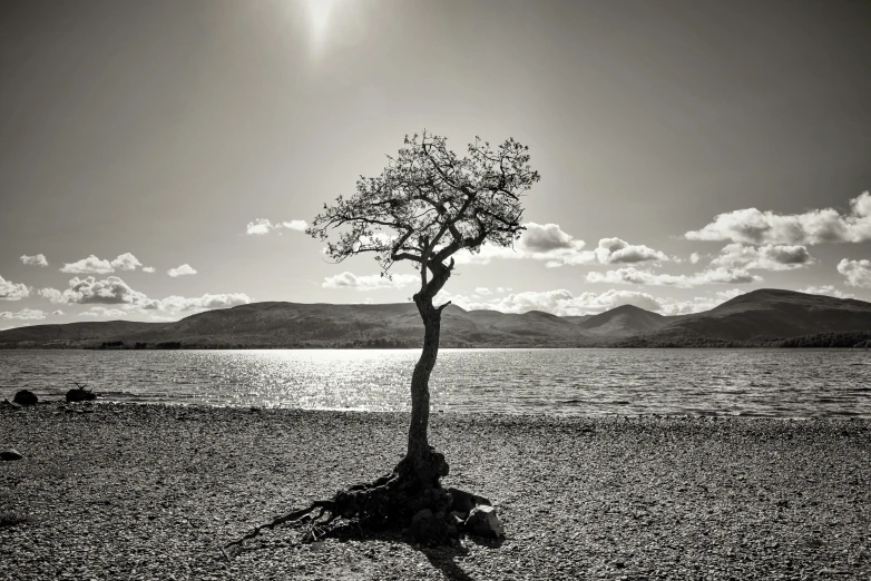 the lone tree is by the body of water
