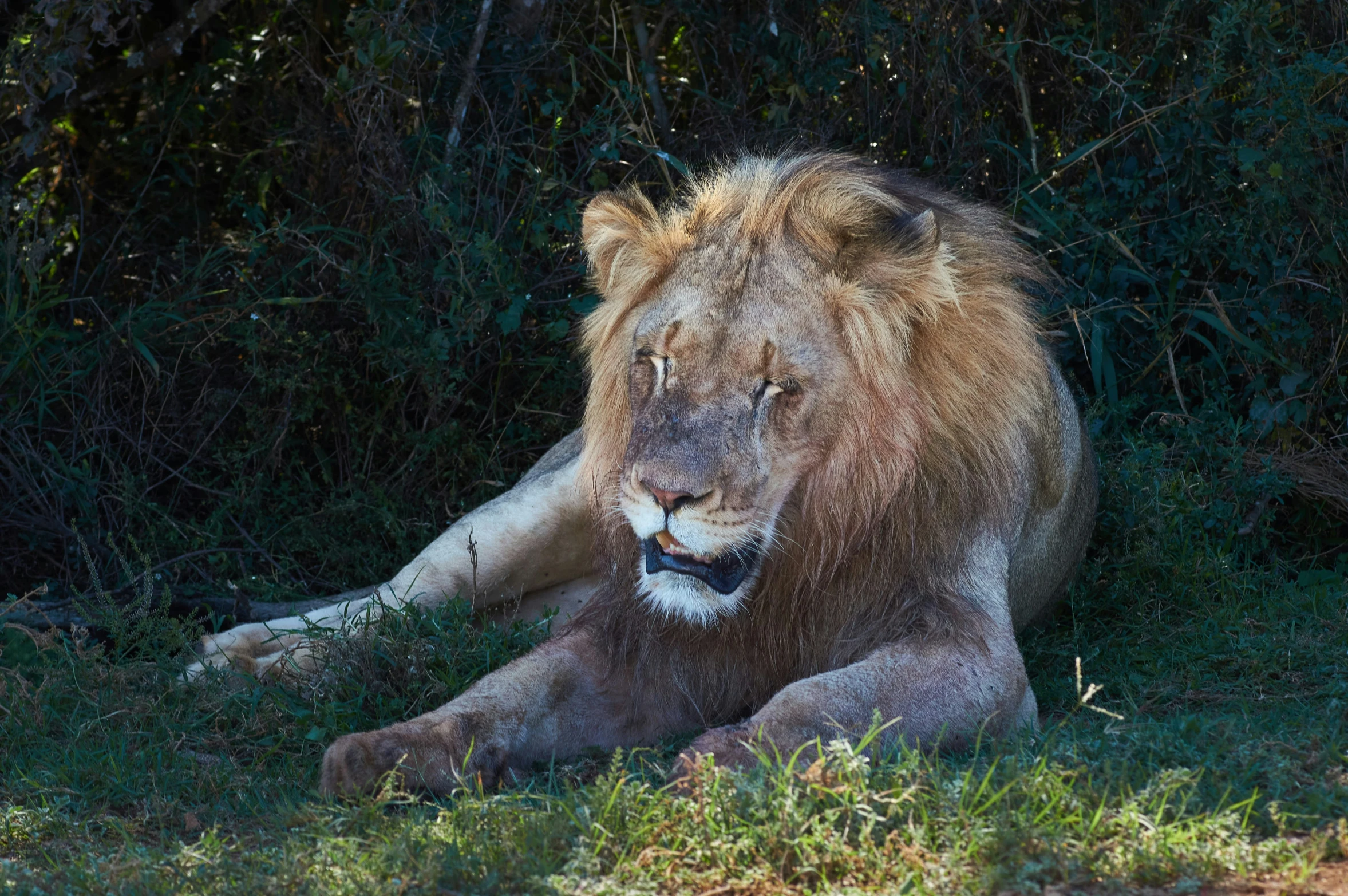 a lion with a mane laying down on the ground