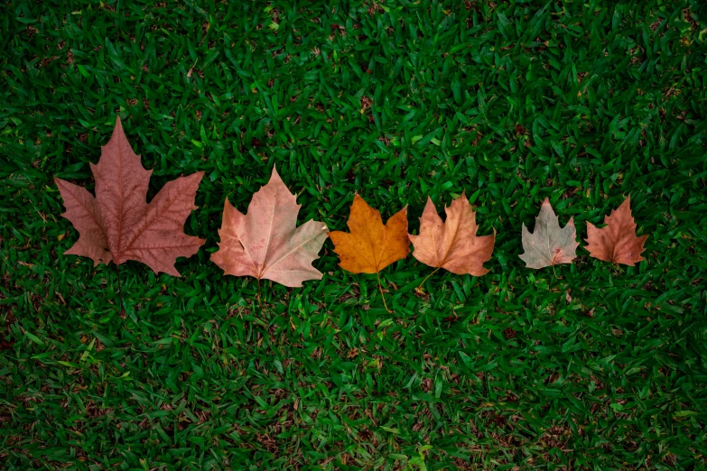 an overhead s shows four leaves in the shape of four different types