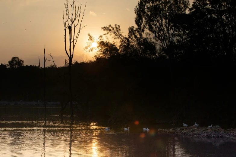 a sunset seen over water and ducks swimming in it