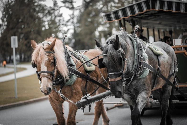 the two horses are pulling a carriage down the street