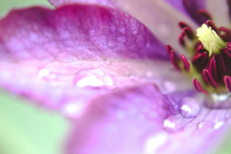 this pink flower has water droplets covering it