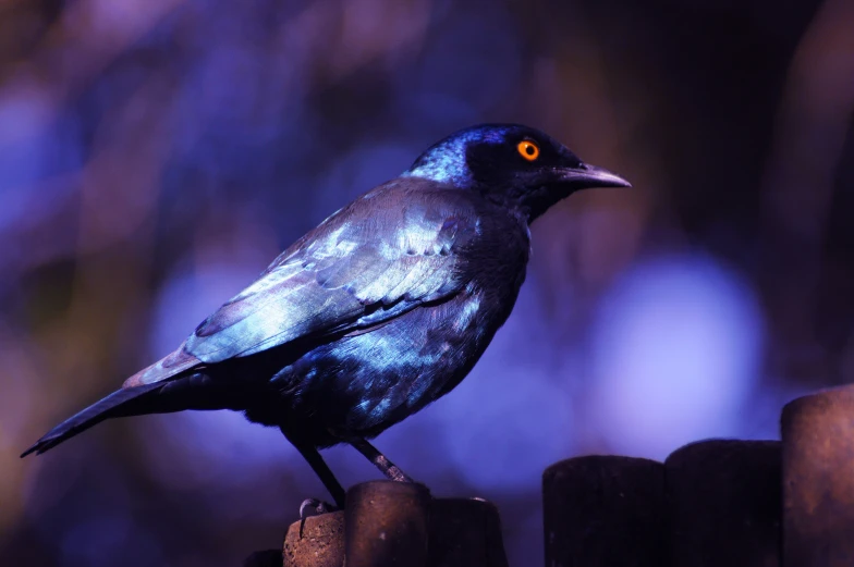 a bird perched on a fence next to a forest