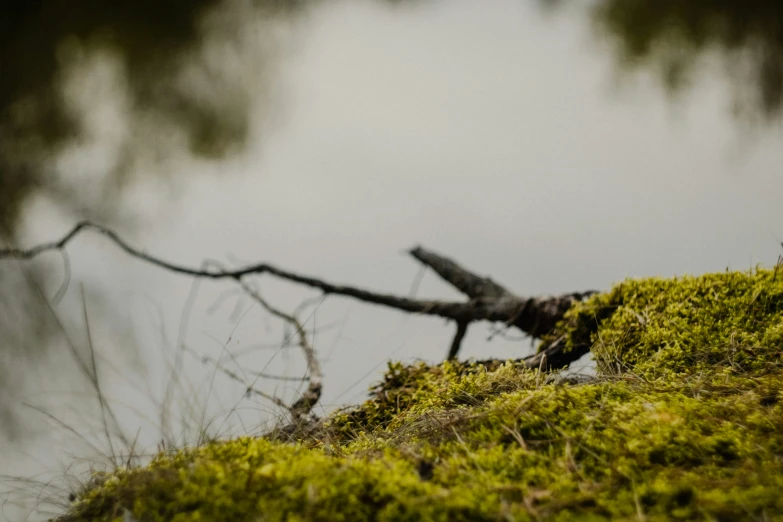 a nch and moss on a tree nch in the rain